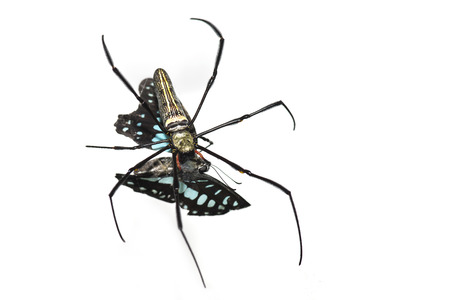 spiderの写真素材