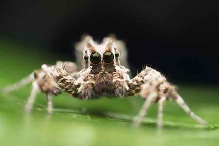 spiderの写真素材