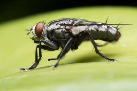 flies