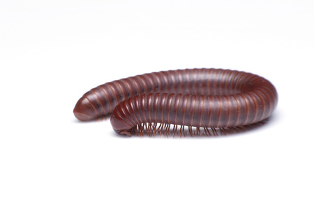 Millipede