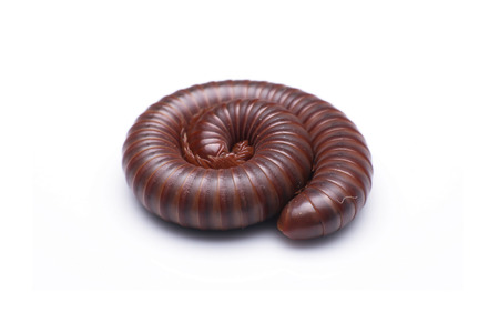 Millipedeの写真素材