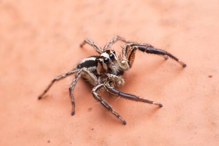 spiderの写真素材