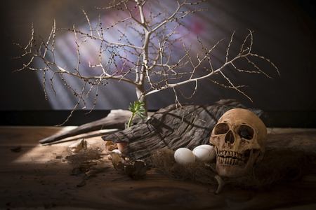 Still life with skull and death.の写真素材