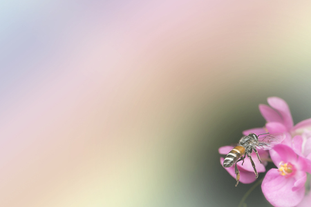 abstract background, insect and flower gloss light rainbow.の写真素材