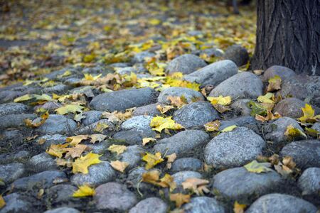 Maple fall to the ground as signs start of winter.の写真素材
