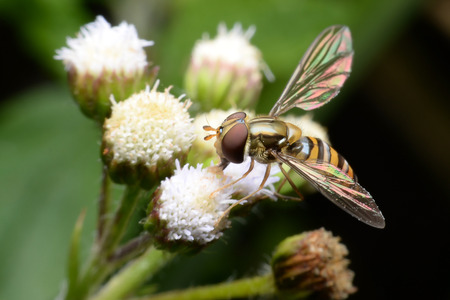 Flies cause diseases. Flies fruit.の写真素材
