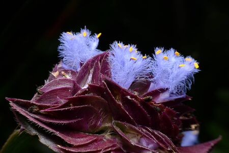 Purple flowers in the parkの写真素材