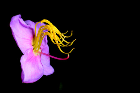 Indian Rhododendron (Osbeckia stellata) is herbs, the use of roots for fresh wounds or burns.の写真素材