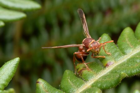 Hornet out hunting for foodの写真素材