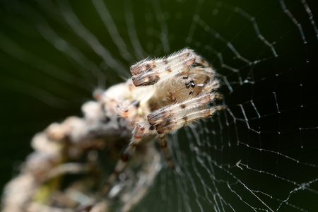Spider on area wildlife sanctuary in Thailand.の写真素材