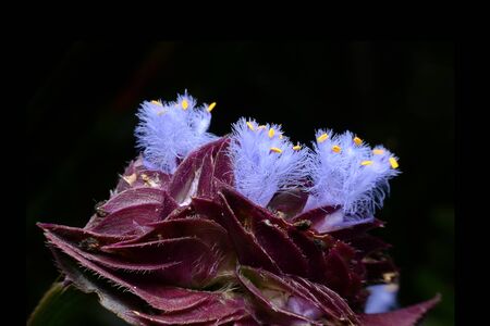 Purple flowers in the parkの写真素材