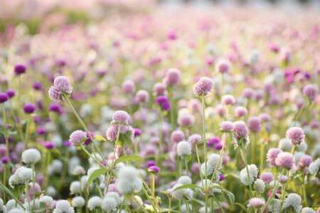 Light morning with colorful flower gardens.の写真素材
