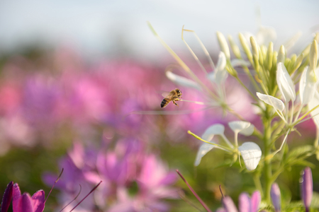 Light morning with colorful flower gardens.の写真素材