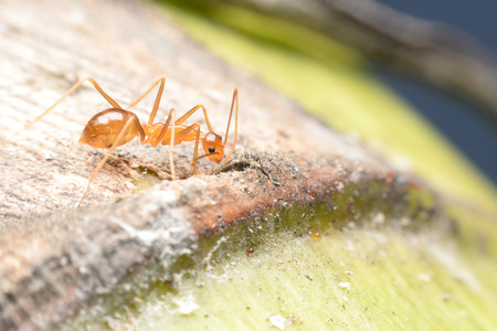 Ant gathering honeydew from a aphids and care in return.の写真素材