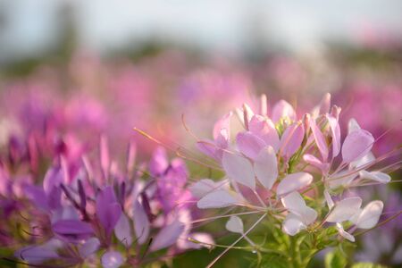Light morning with colorful flower gardens.の写真素材