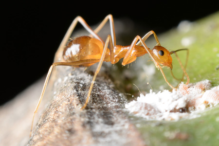 Ant gathering honeydew from a aphids and care in return.の写真素材