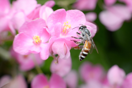 Bees feed from flowers and mix carpel.の写真素材