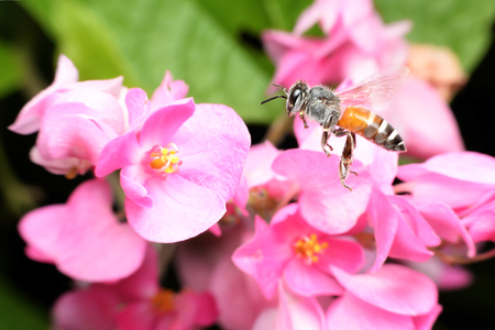 Bees feed from flowers and mix carpel.の写真素材