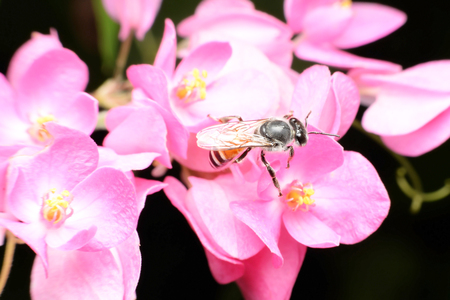 Bees feed from flowers and mix carpel.の写真素材