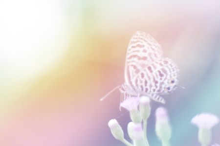 Soft focus butterfly and flower in mixed colorful mode.の写真素材