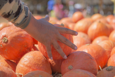 Pumpkins from the farm sold after harvest.の写真素材