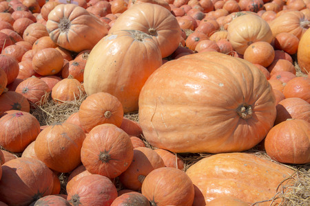 Pumpkins from the farm sold after harvest.の写真素材