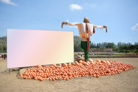 Pumpkins from the farm sold after harvest.の写真素材