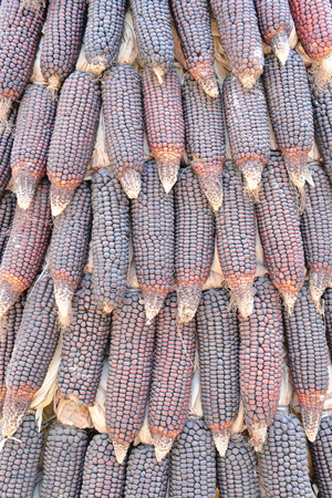 Corn from the farm to prepare sold after harvest.の写真素材