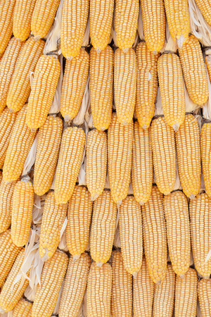 Corn from the farm to prepare sold after harvest.の写真素材