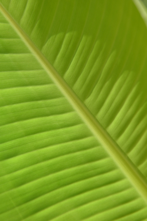 Light from behind banana leaf for background.の写真素材