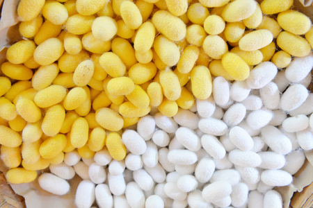 Two species of white cocoon, gold and silver as a raw material for making silk.の写真素材