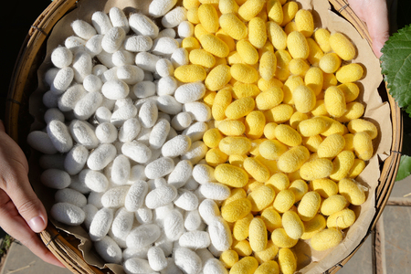 Two species of white cocoon, gold and silver as a raw material for making silk.の写真素材