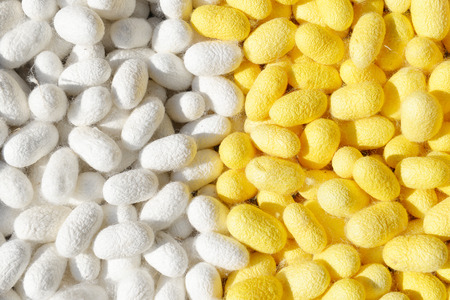Two species of white cocoon, gold and silver as a raw material for making silk.の写真素材