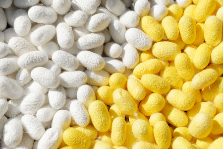 Two species of white cocoon, gold and silver as a raw material for making silk.の写真素材