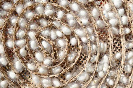 Two species of white cocoon, gold and silver as a raw material for making silk.の写真素材