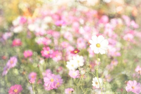 blur for a background. Pictures of flowers, Lavender in the form of digital effects.の写真素材