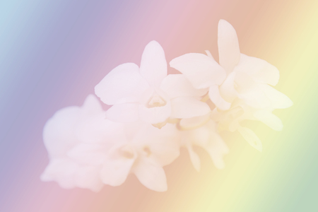 Digital art: Orchid on the background colorful.の写真素材