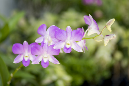 Purple orchids on natural green backgroundの写真素材