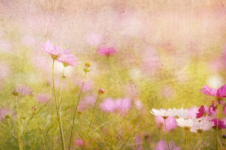 Cosmos flower picture in the form of a double-exposure.の写真素材