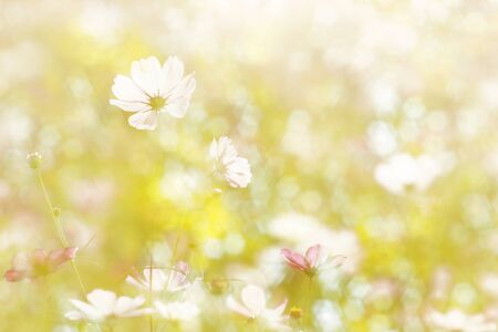 Cosmos flower picture in the form of a double-exposure.の写真素材