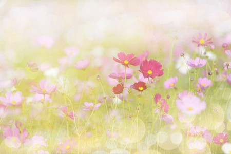 Cosmos flower picture in the form of a double-exposure.の写真素材