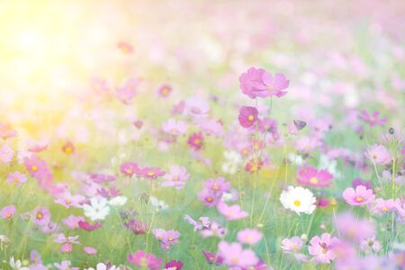 Beautiful pink cosmos flowers full fieldの写真素材