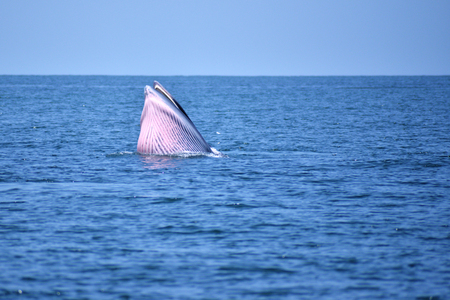 Bryde's whale in the Gulf of Thailand It is registered with the Department of Marine Resources.の写真素材