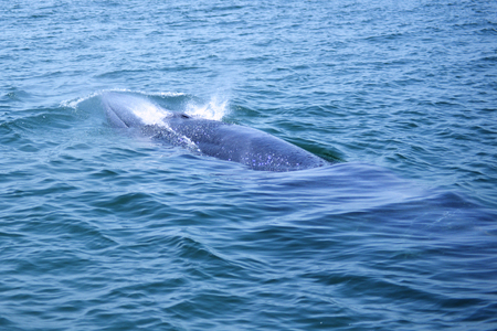 Bryde's whale in the Gulf of Thailand It is registered with the Department of Marine Resources.の写真素材