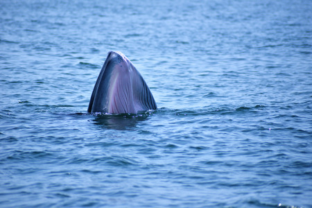 Bryde's whale in the Gulf of Thailand It is registered with the Department of Marine Resources.の写真素材