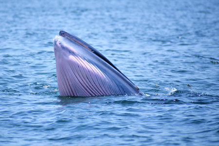 Bryde's whale in the Gulf of Thailand It is registered with the Department of Marine Resources.の写真素材