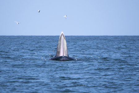 Bryde's whale in the Gulf of Thailand It is registered with the Department of Marine Resources.の写真素材