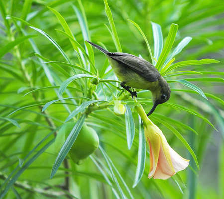 Cute bird with flower in the garden の写真素材