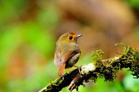 Rufous Browed Flycatcher   It is found in  Mae Wong National  Park of Thailand の写真素材