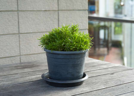 The grass in pots on the tableの写真素材